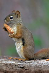 Naklejka na ściany i meble Cute Red Squirrel feeding on spruce cone seeds.