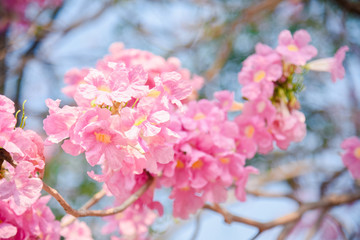Pink flower Chompoo Pantip blossom in Thailand  , Thai sakura with sweet background , Background
