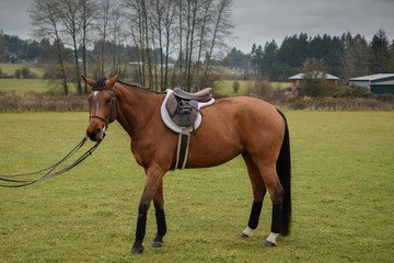 A saddled horse stands in a field