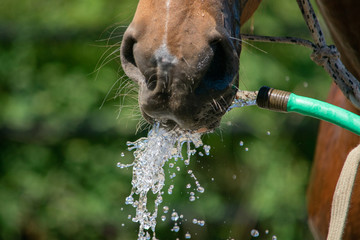 Closeup of a horse drinking water from a hose