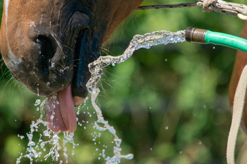 Closeup of a horse drinking water from a hose