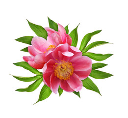 Top view of coral peony flowers