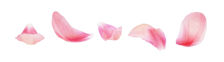 Poster Set of pink peony petals © Ortis