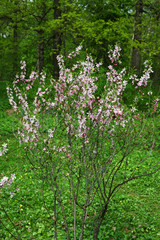 Bush of amygdalus (Almond) with pink flowers