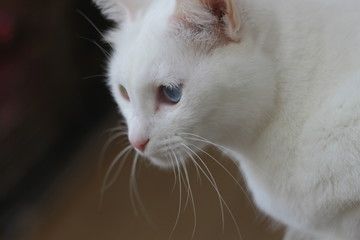 白猫の横顔