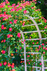 Fototapeta premium 薔薇