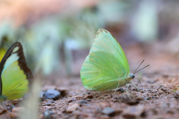 Butterflies following a series of natural Ban Krang Camp. Phetchaburi, Thailand