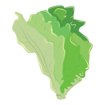 recommend clip art: Green lettuce. Chinese cabbage. Fresh healthy ingredient