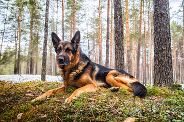 Dog German Shepherd in the forest in an early spring