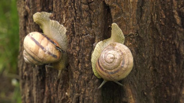 Land snail - Helix albescens. x2 times