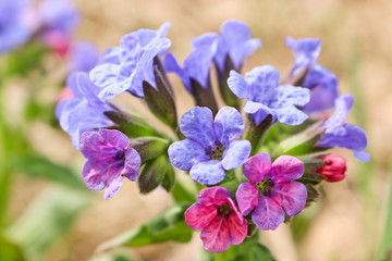 Pink-blue spring flowers of the lungwort (Pulmonaria) in the spring forest. The first spring flowers, medicinal plant.
