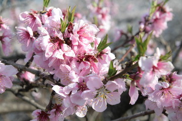 Fototapeta premium 桜