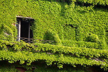 Green wall