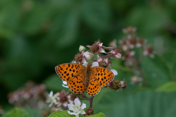 Roter Scheckenfalter
