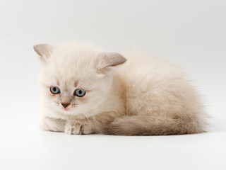 little funny kittens on a white background