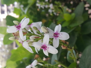 Fototapeta premium pink flowers in garden