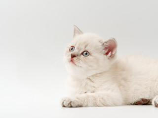 little funny kittens on a white background