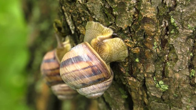 Land snail - Helix albescens. x2 times