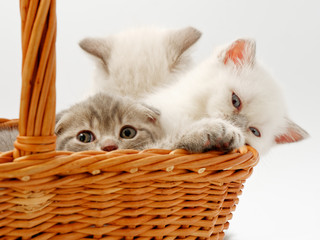 Fototapeta na wymiar little funny kittens on a white background
