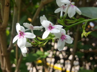 white flowers of apple tree