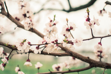 Rain in the spring. White flowers on the tree. Blooming apricot