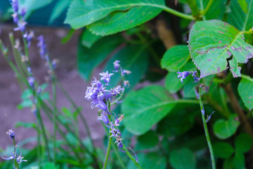 Primo piano dei fiori viola da giardino, flora e natura