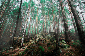 Forest landscape in highlands in siberia