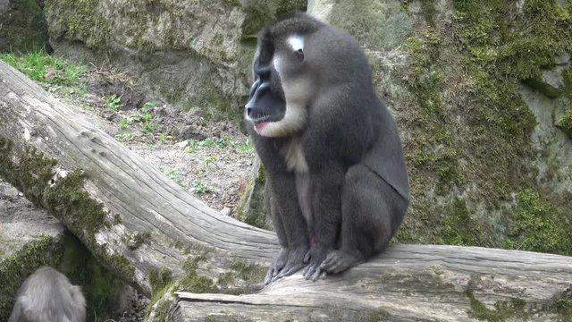 Drill monkey, Mandrillus leucophaeus, resting in the nature habitat area.