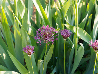 Fototapeta premium Ail pourpre d'ornement (Allium atropurpureum)