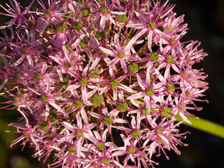Ail pourpre d'ornement - Allium atropurpureum