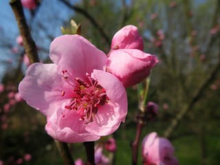 Fototapeta na wymiar closeup of a peach blossom