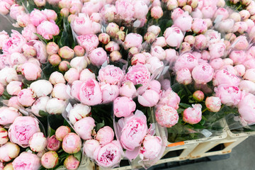 Warehouse refrigerator, Wholesale flowers for flower shops. Pink peonies in a plastic container or bucket. Online store. Floral shop and delivery concept.