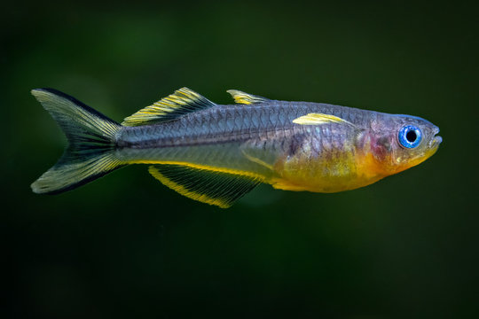 Forktail blue-eye (Pseudomugil furcatus) tropical aquarium fish close up in freshwater tank 