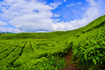 Fototapeta na wymiar Tea Plantation Kayuaro Kerinci Indonesian