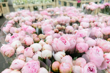 Warehouse refrigerator, Wholesale flowers for flower shops. Pink peonies in a plastic container or bucket. Online store. Floral shop and delivery concept.