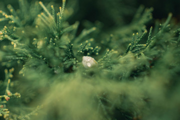 Obraz premium Coniferous plant close-up. Spring cones on the fir. Green tree after spring rain. Water drops on green background
