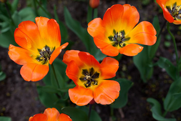 Spring tulips in the park