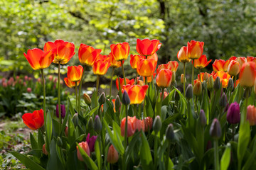 Fototapeta na wymiar Spring tulips in the park