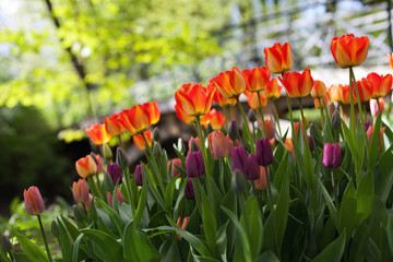 Obraz premium Spring tulips in the park