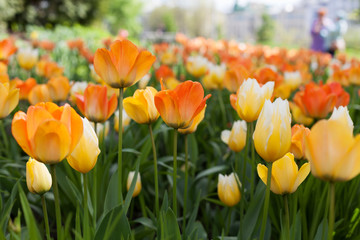 Obraz premium Spring tulips in the park