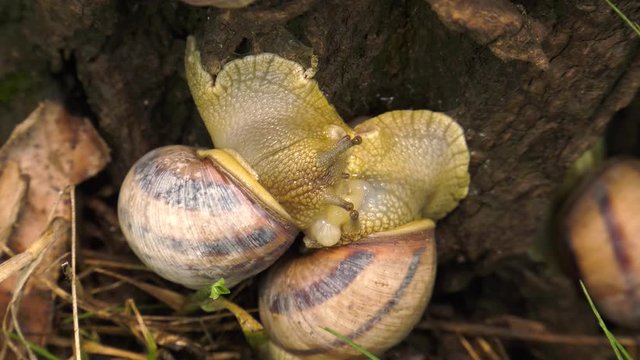 Land snail - Helix albescens. Mating process.