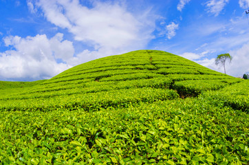 Tea Plantation Kayuaro Kerinci Indonesian