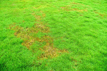 Grass texture. grass background. patchy grass, lawn in bad condition and need maintaining, Pests...