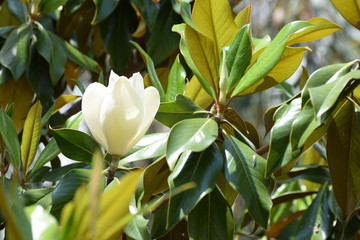 White Magnolia flower surrounded by leaves.