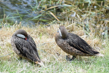 A pair of wild ducks resting in the Park by the river.