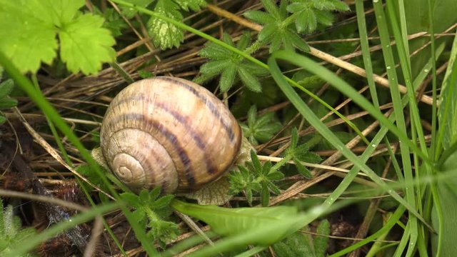 Land snail - Helix albescens. x2 times