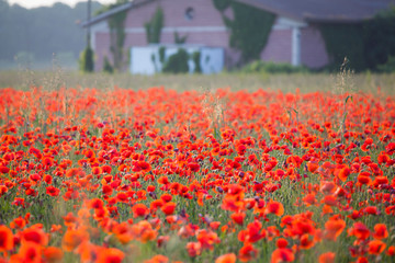 Vivid poppy field