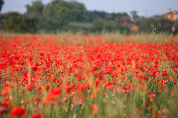 Vivid poppy field