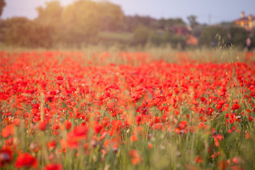 Poppy field