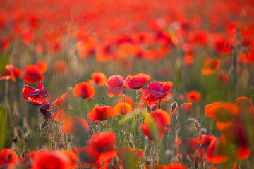 Vivid poppy field